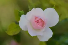 DSC_4407.webp