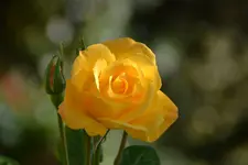 DSC_4457.webp