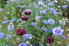 DSCF7231 (2).webp