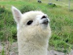 Alpaca v (1).jpg