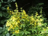 BILD5294.webp