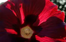 red (93).jpg