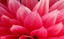 red (94).webp