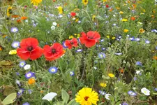DSCF7226.webp