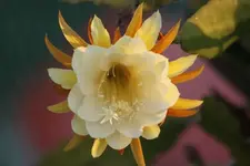 003.webp