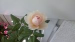 20160910_123139.jpg