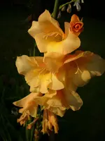 DSCI4497.webp