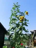 CIMG3318.webp