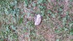 20160910_190741.jpg