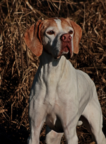 India_posing_im Reed_800.webp