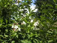 BILD5753.webp