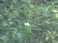 BILD5808.webp