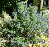 Bartblume.webp