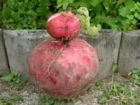 Radieschen2.webp
