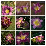IMG_4410-2-COLLAGE.webp
