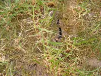 Rasen4.webp