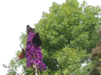 004.webp