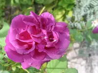 005.webp