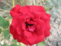 006.webp