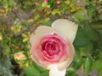 009.webp