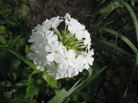 010.webp
