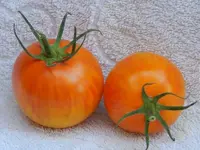 Big Sky Brandy orange.webp