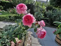 DSC07897.webp