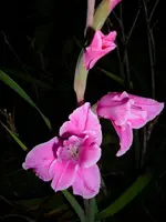 DSCI4502.webp