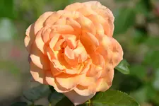 DSC_5672.webp