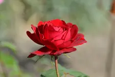 DSC_5673.webp