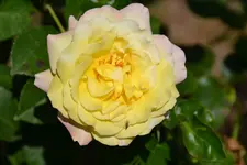DSC_5677.jpg