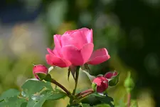 DSC_5730.webp