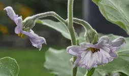 Blüte Aubergine.webp