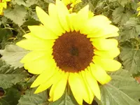 DSCI0297.webp