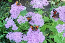 DSCF7366 (2).webp