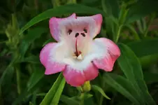 bartfaden.webp
