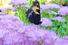 DSCF7362 (2).webp