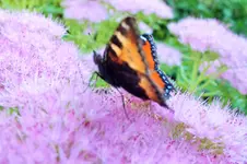 DSCF7363 (2).webp