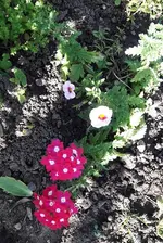alles 045.webp