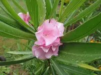 001.webp