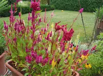 004.webp