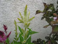 005.webp
