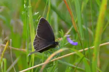 DSC_6620x.JPG