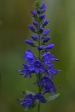 DSC_4766.jpg