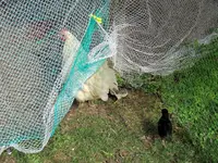 IMG_8637v.webp