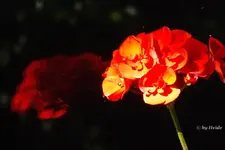 _Geranie im Spiegel.webp