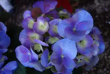 blue (87).webp