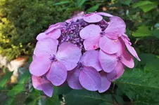 hortensie.webp
