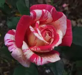 DSCF7384 (2).webp