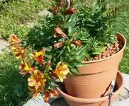 InkaHerbst.webp InkaHerbst.webp